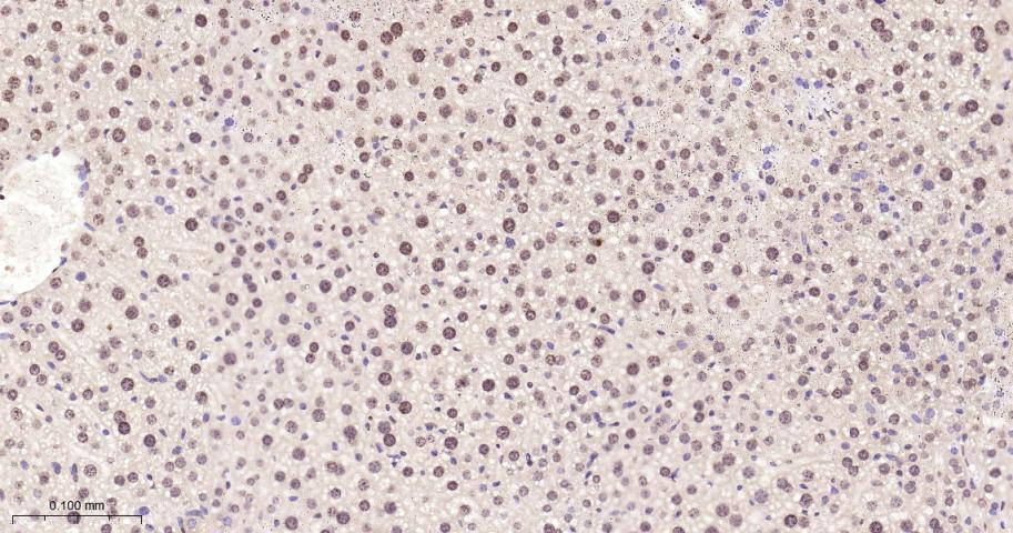 Histone H2A Recombinant Rabbit