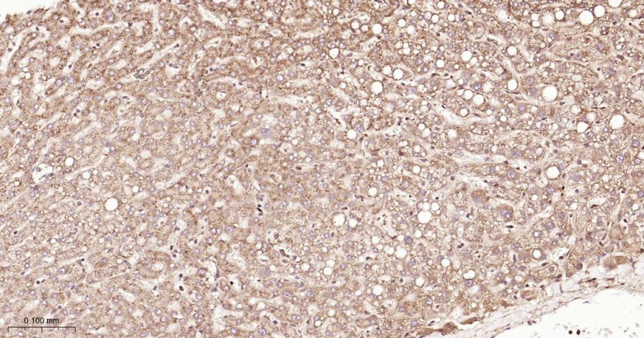 Ribonuclease Inhibitor Rabbit 