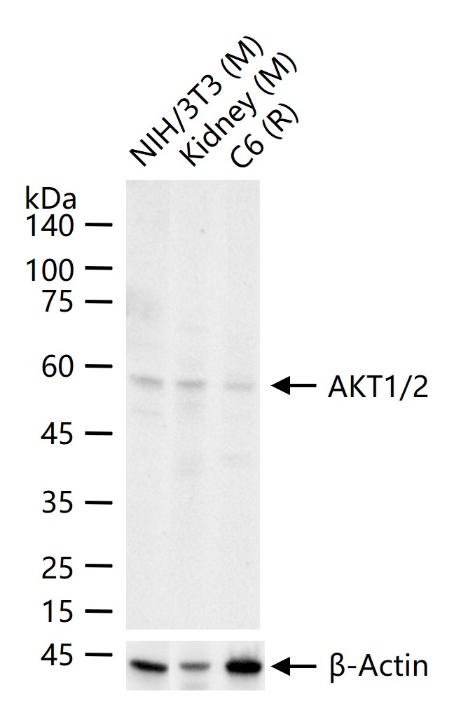 AKT1/2 Recombinant Rabbit mAb(