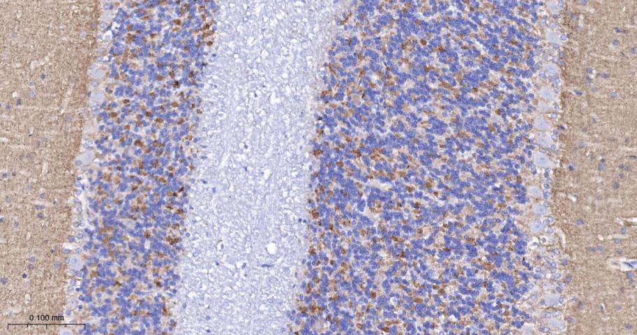 Synapsin II Recombinant Rabbit
