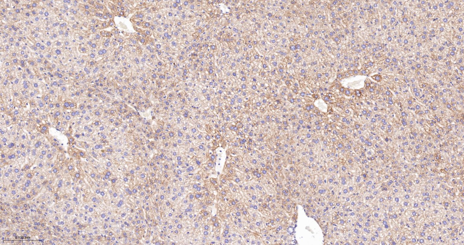 MDH2 Recombinant Rabbit mAb(bs