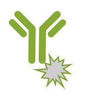 Caspase-9 Rabbit pAb, FITC conjugated(bs-0049R-FITC)-100ul