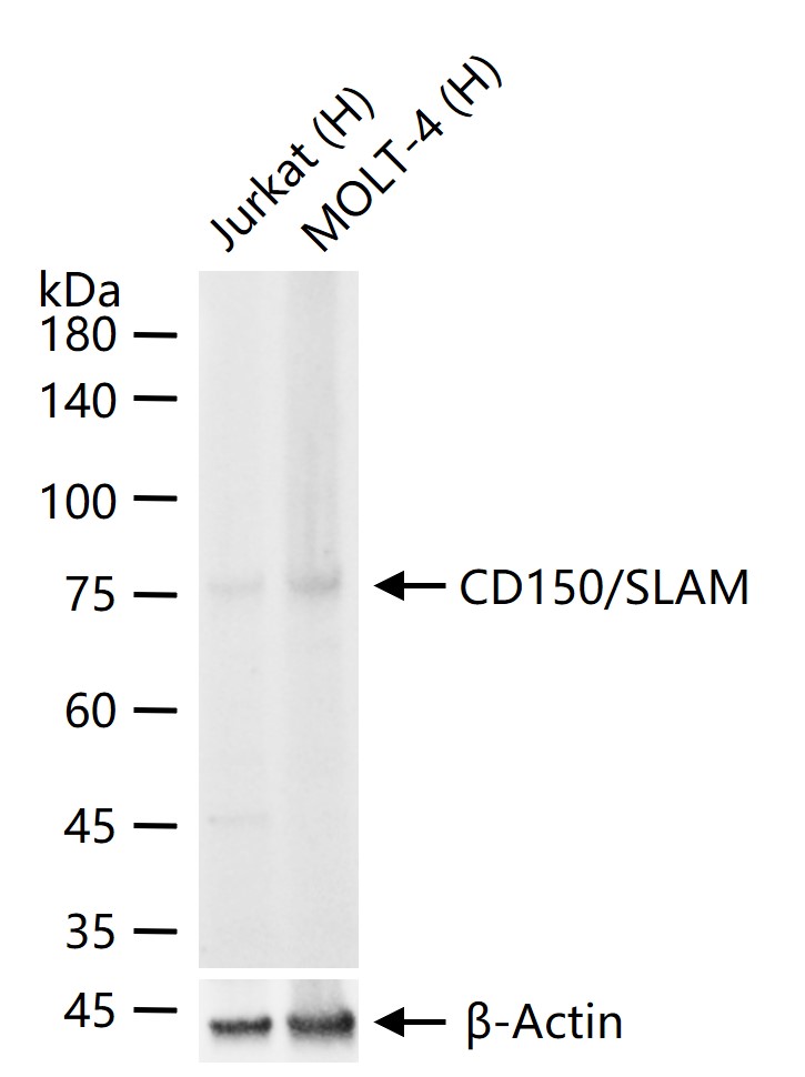 CD150/SLAM Recombinant Rabbit 