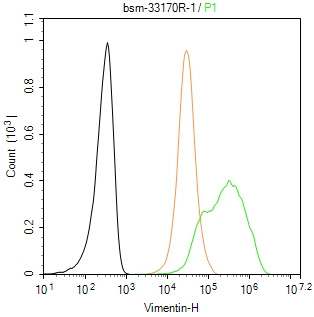 Vimentin Recombinant Rabbit mA