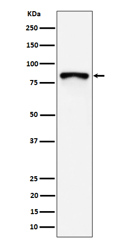 MS4A14 Recombinant Rabbit mAb(