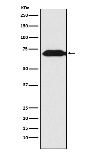 THEMIS Recombinant Rabbit mAb(