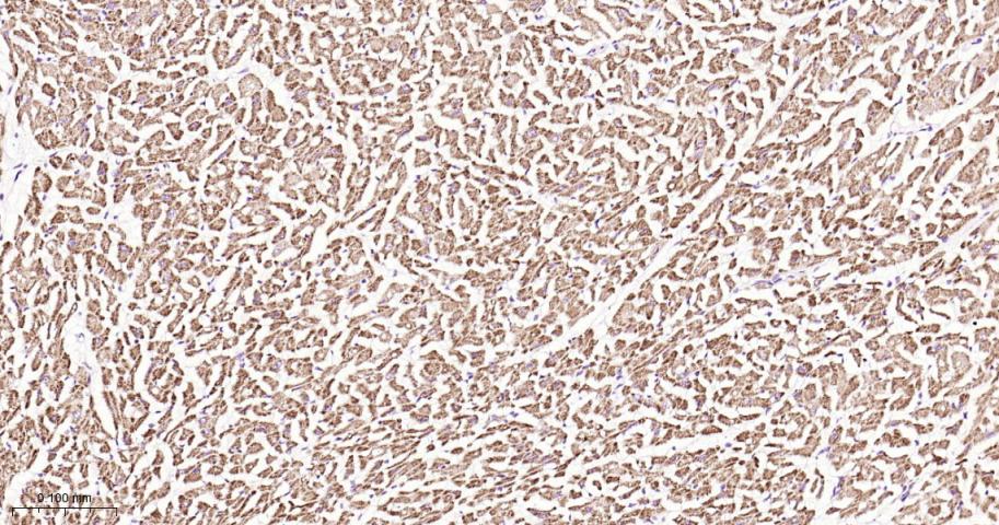NDUFS3 Recombinant Rabbit mAb(