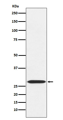 MRPL28 Recombinant Rabbit mAb(