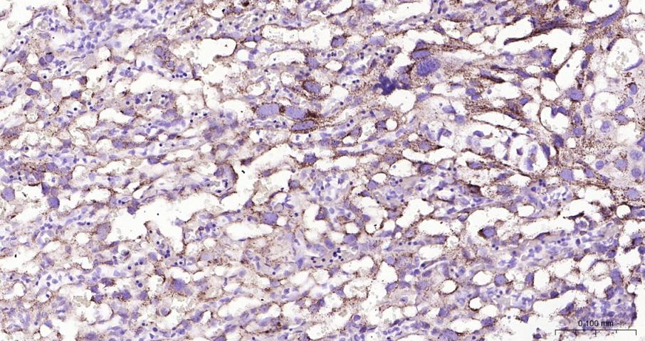 Adrenodoxin Recombinant Rabbit