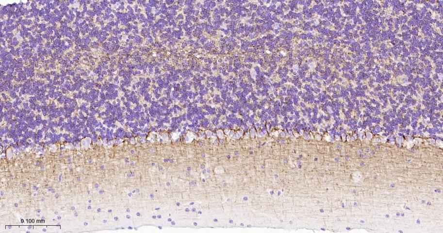 产品细节图片12