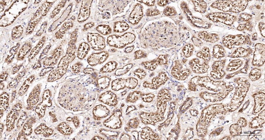 LAMP1 Recombinant  mAb(bsm-413