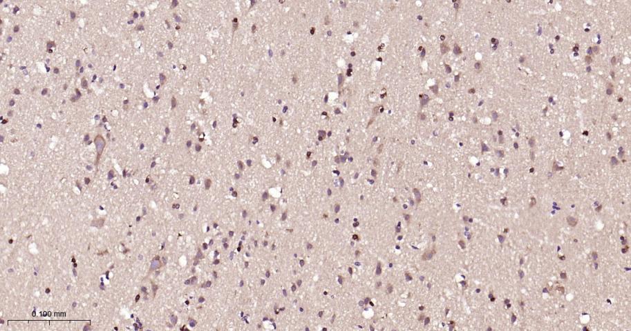 Ribonuclease Inhibitor Rabbit 