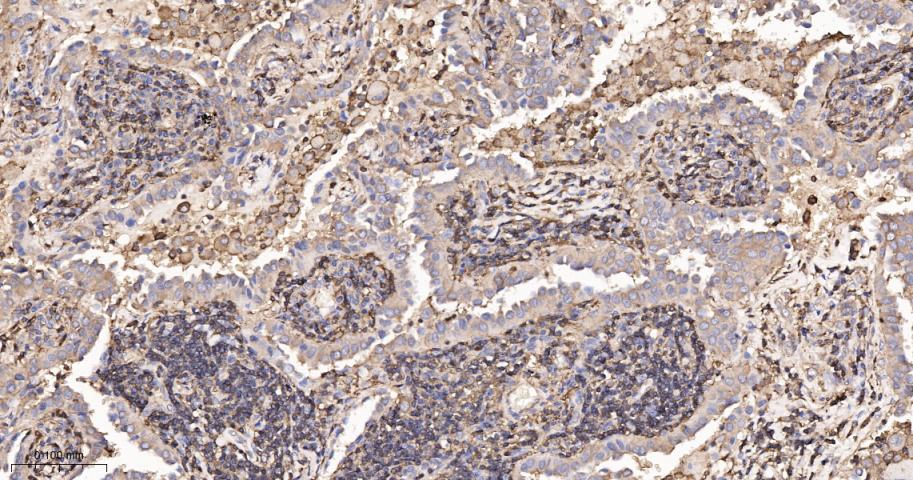 beta-Actin Rabbit pAb, Loading