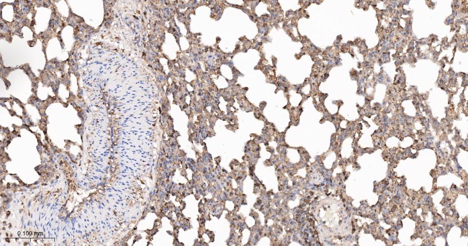 beta-Actin Rabbit pAb, Loading