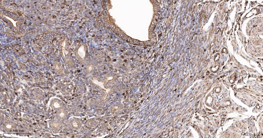 beta-Actin Rabbit pAb, Loading