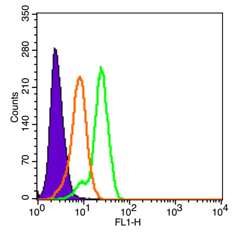 MCT1 Rabbit pAb, BF488 conjuga