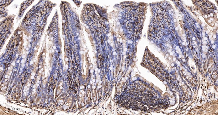 beta-Actin Rabbit pAb, Loading
