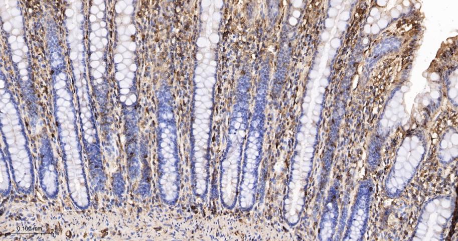 beta-Actin Rabbit pAb, Loading