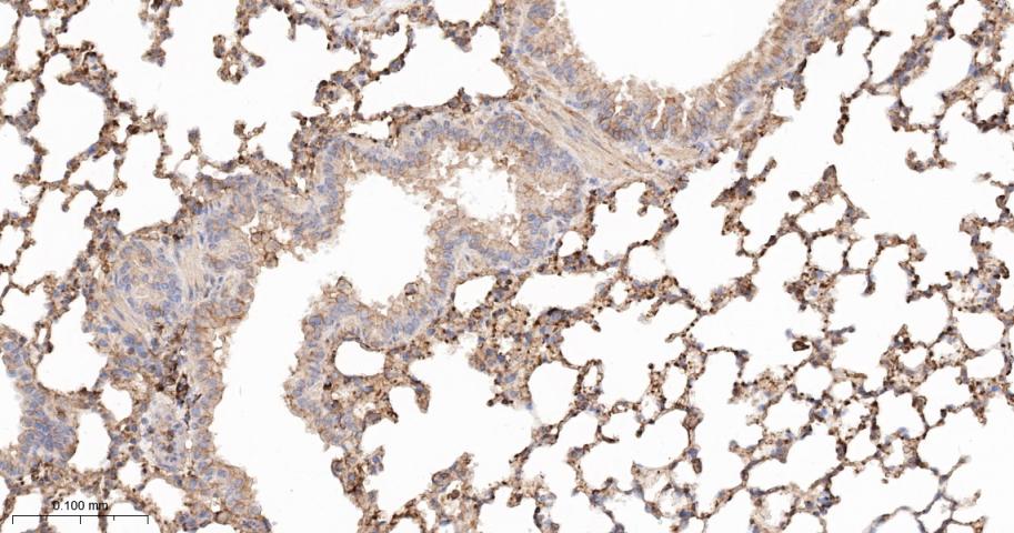 beta-Actin Rabbit pAb, Loading