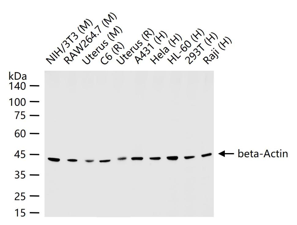 beta-Actin Rabbit pAb, Loading