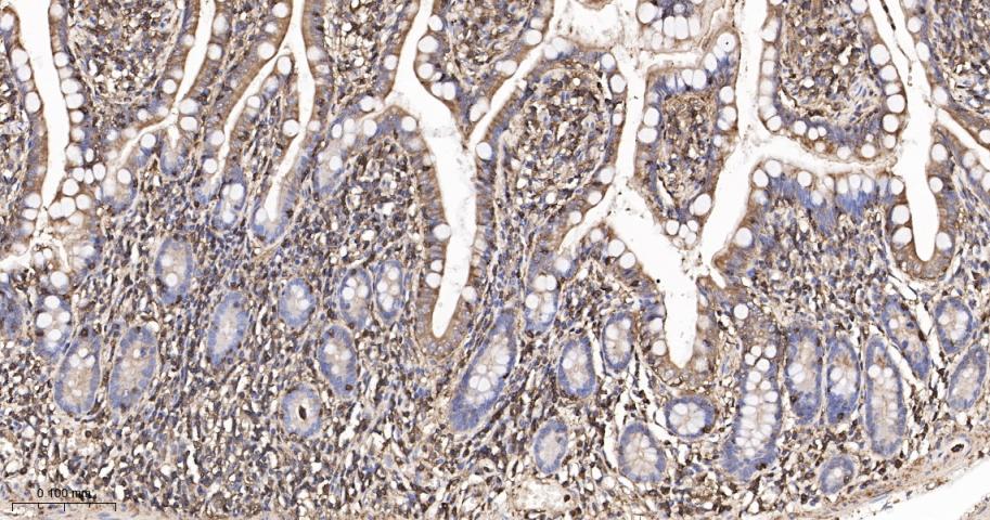 beta-Actin Rabbit pAb, Loading