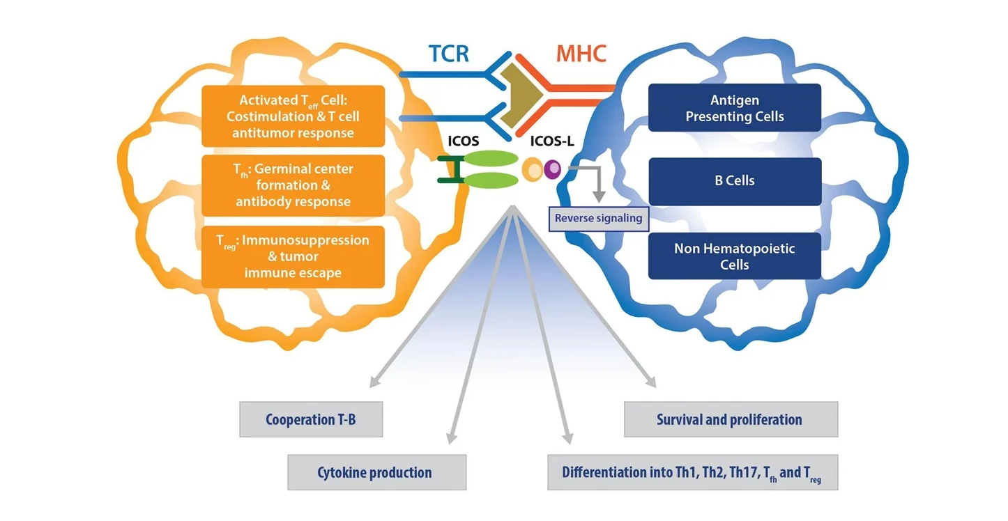 Anti-Human ICOSL antibody (Roz