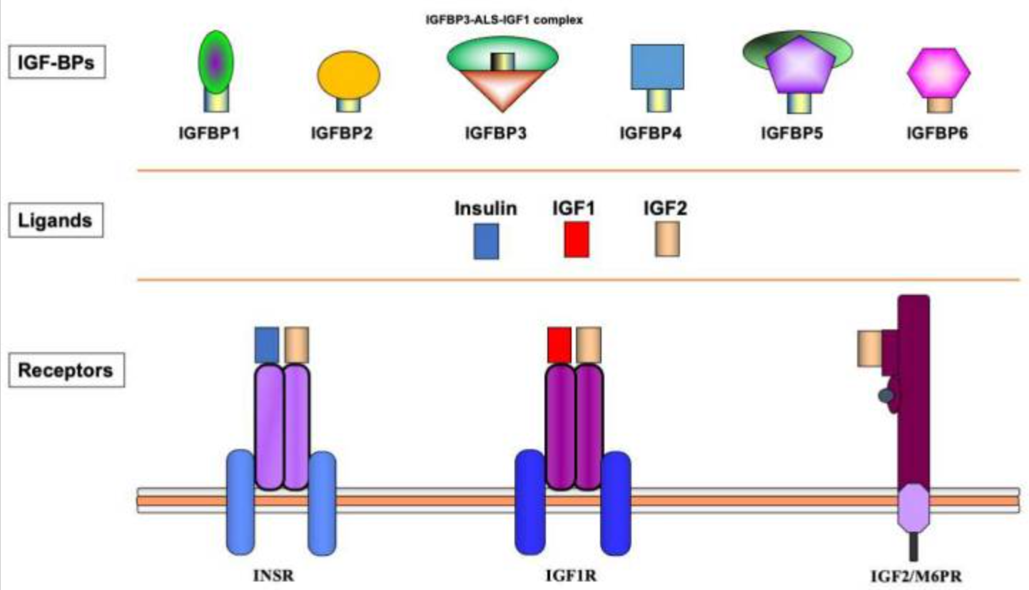 Anti-Human IGF1R/CD221 antibod