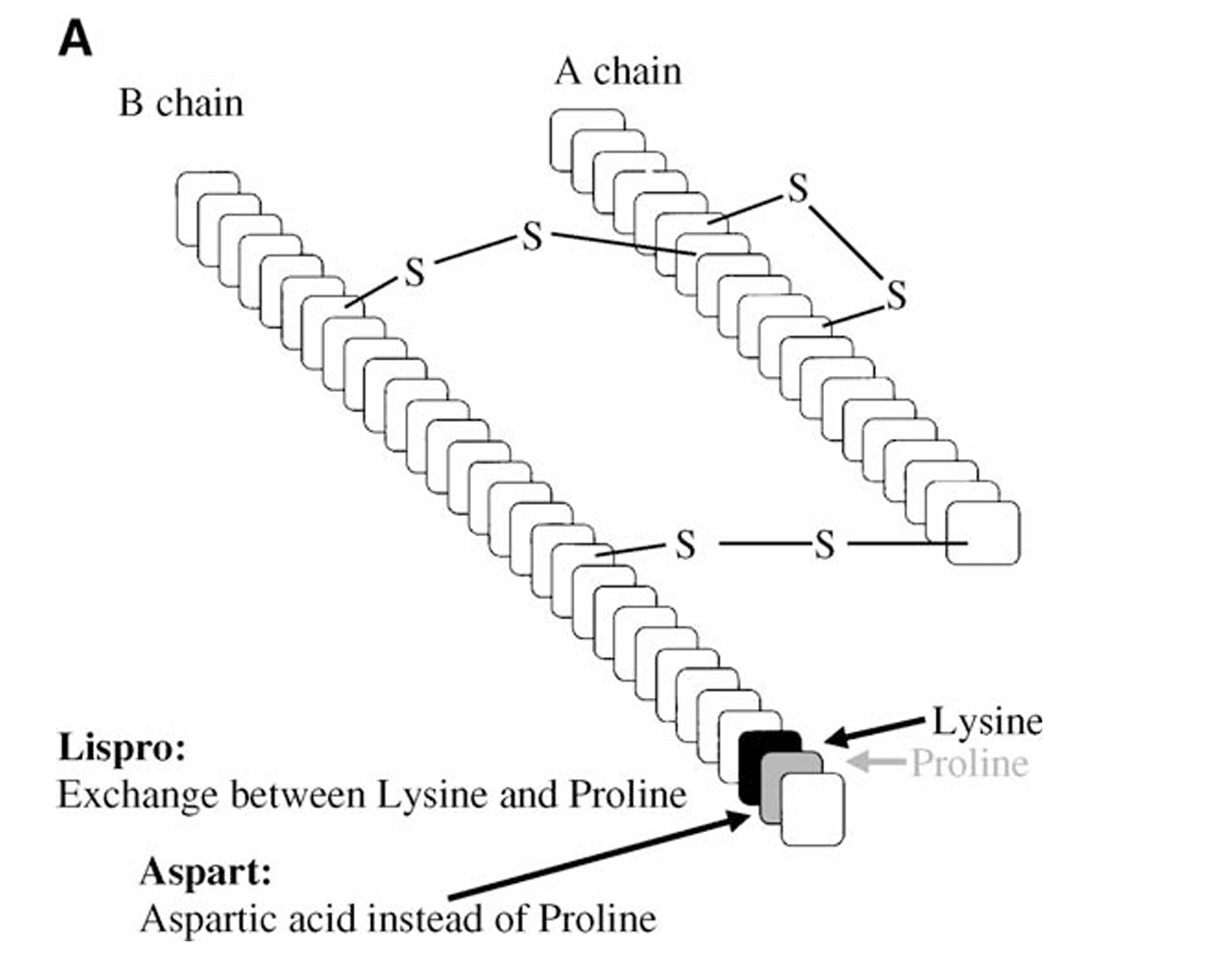 Anti-Human INSR/CD220 antibody