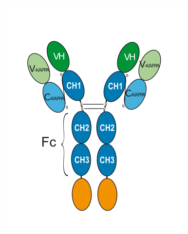 Anti-Human HER2 antibody ( Cin