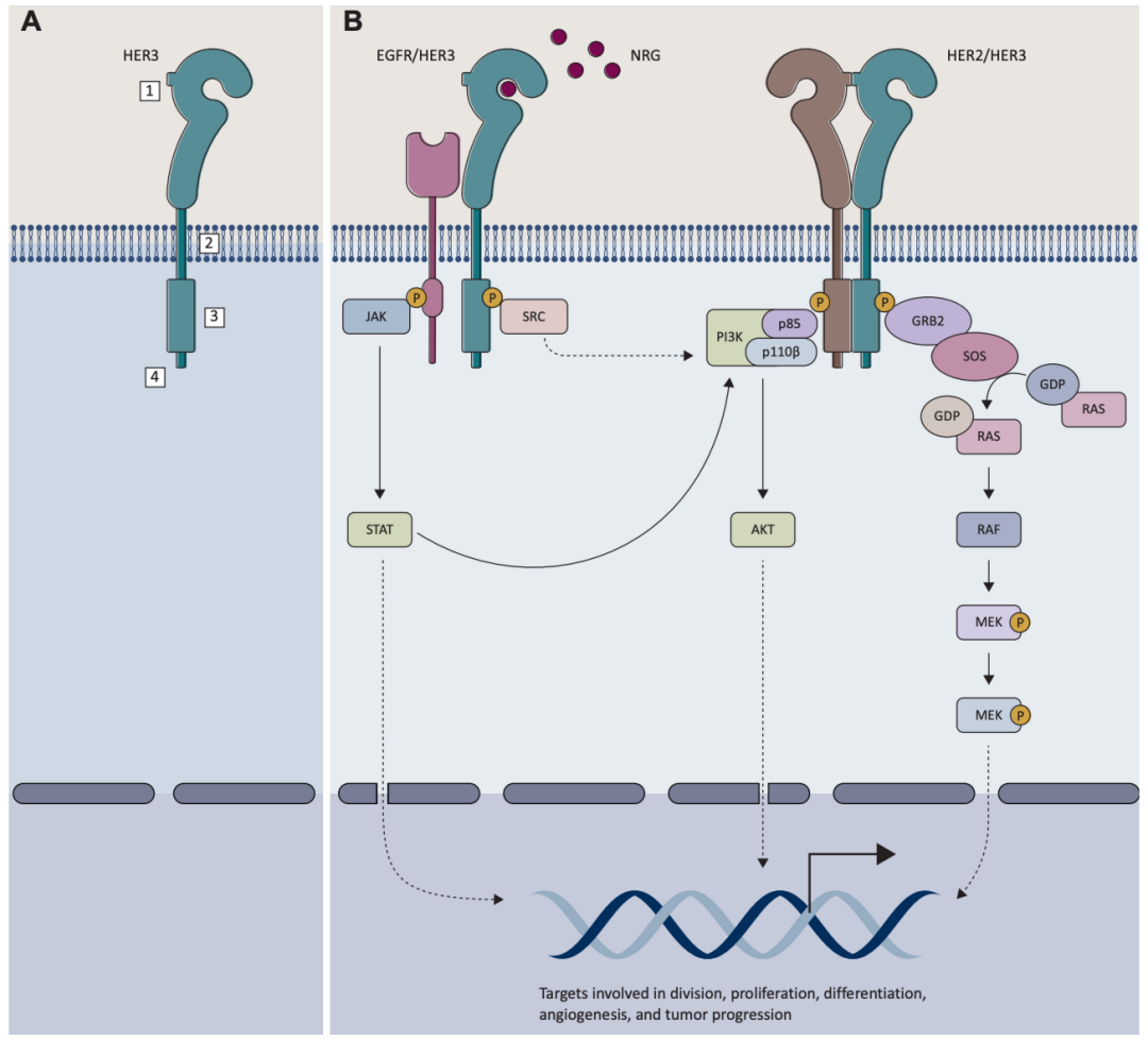 Anti-Human HER2xHER3 antibody 