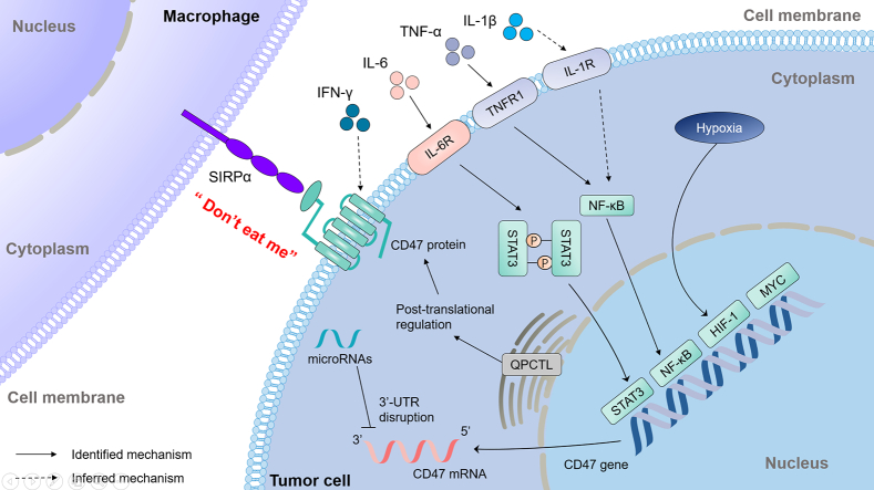Anti-Human CD47 antibody (Leta