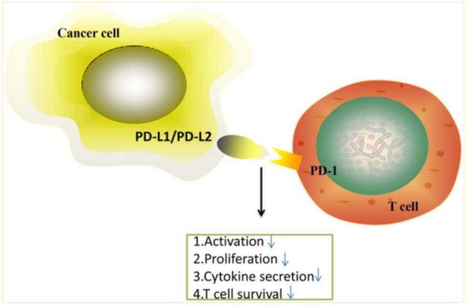 Anti-Human PDL1 antibody (Mane