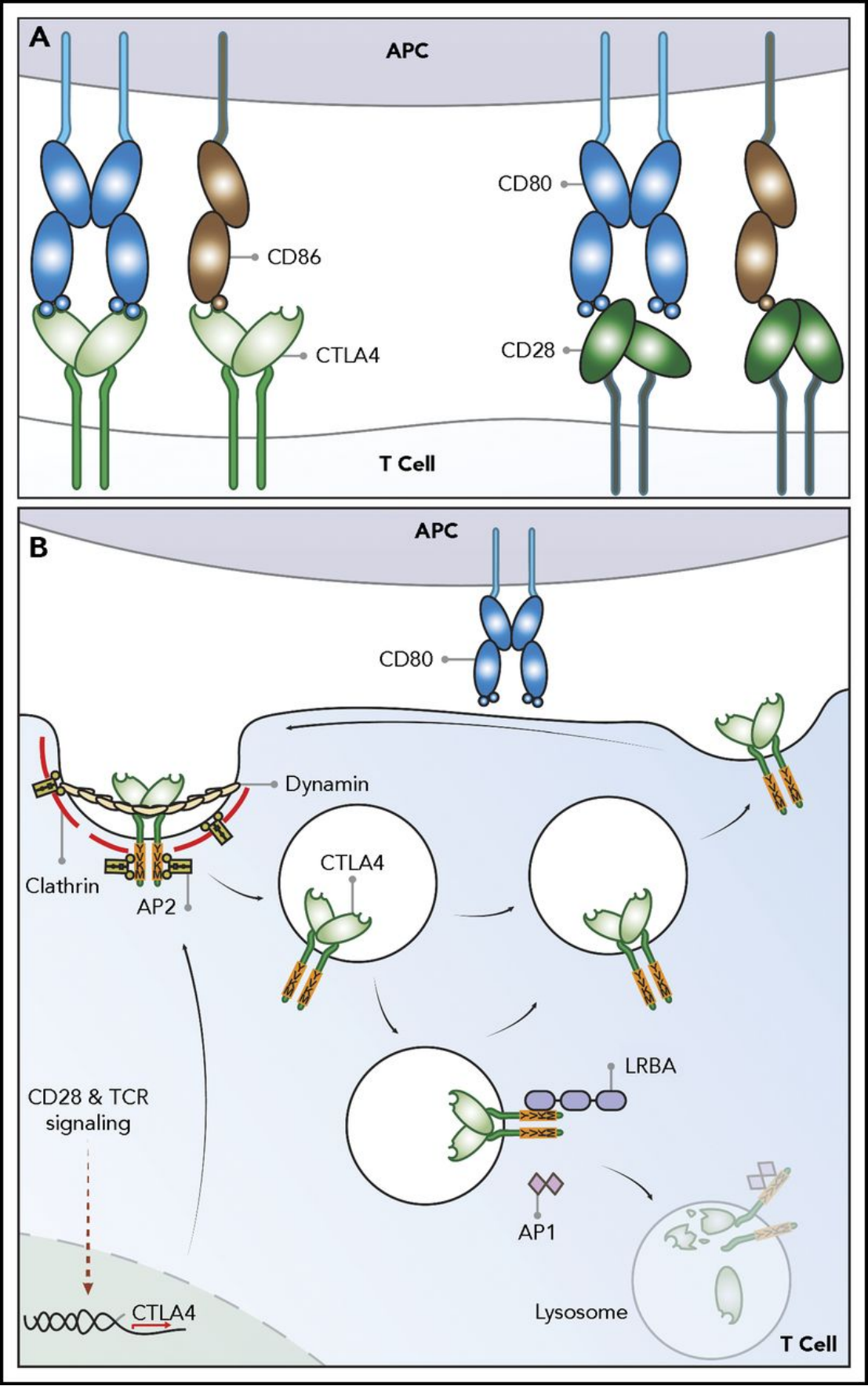 Anti-Human CTLA-4 antibody (Vi