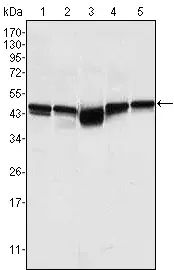 Abcam Anti-GSK3 beta抗体[3D10]