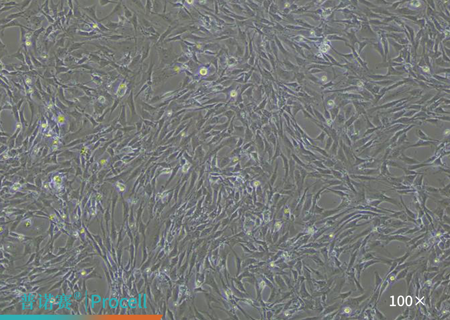 大鼠骨髓间充质干细胞消化前