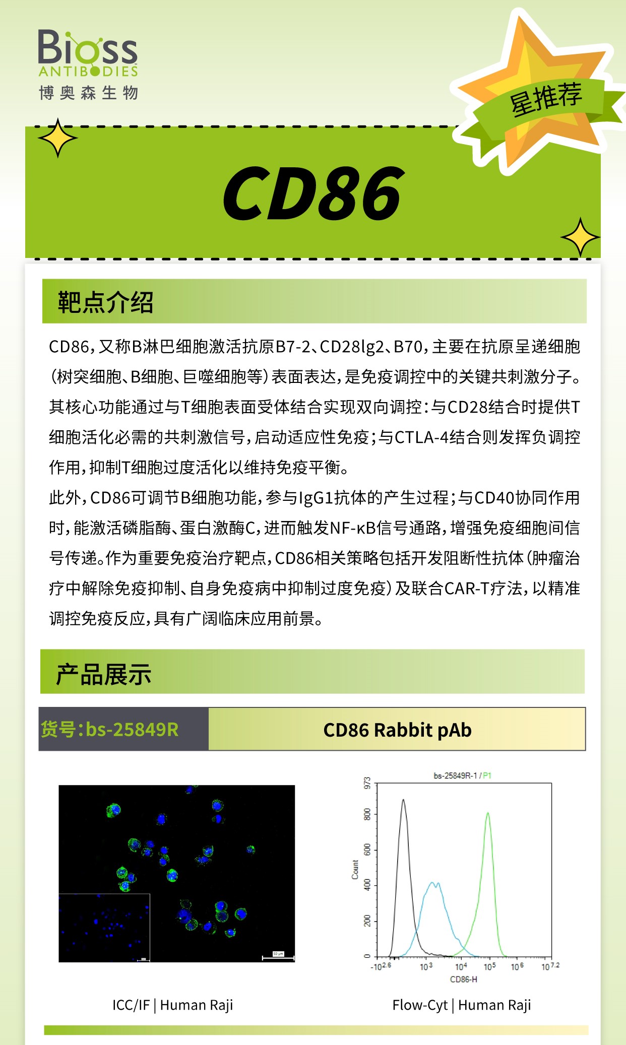 Bioss 星推荐 | CD86 抗体