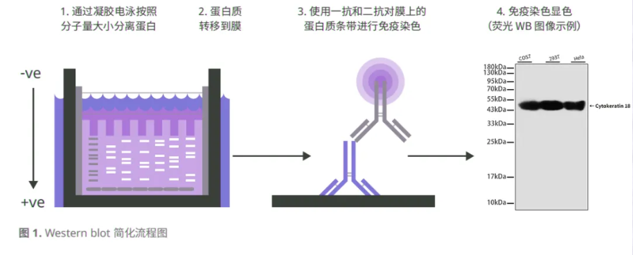 Western Blot 完全指南：手把手教你避开科研深坑！