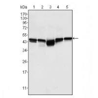 Abcam Anti-GSK3 beta抗体[3D10]