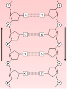 PDRN 多聚脱氧核糖核苷酸