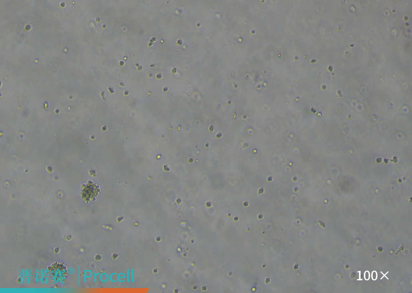 大鼠神经干细胞消化后