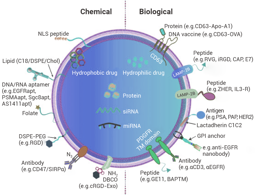 科研助攻 | 工程化外泌体: 一种新兴的治疗性药物递送平台