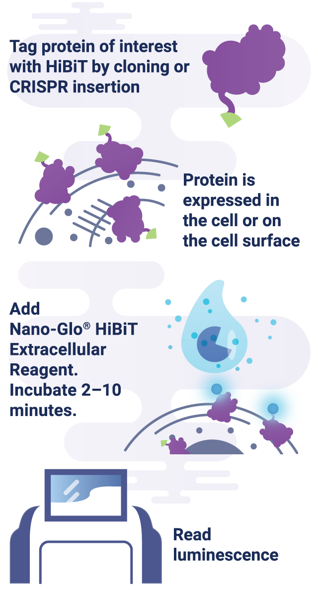 使用HiBiT蛋白标签技术研究PCSK9分泌机制