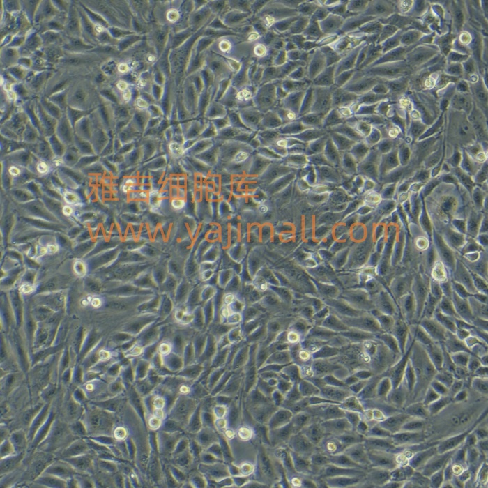 雅吉生物细胞BxPC3种属特性解析