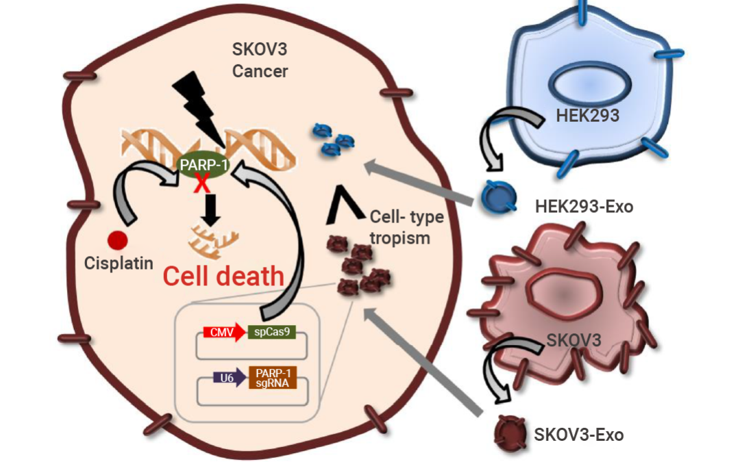 科研助攻 | 工程化外泌体: 一种新兴的治疗性药物递送平台
