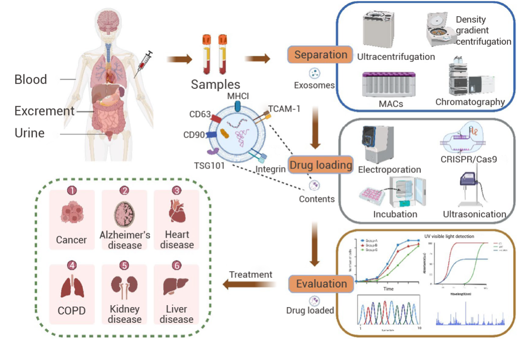 科研助攻 | 工程化外泌体: 一种新兴的治疗性药物递送平台