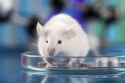 小鼠代谢双测：糖负荷挑战 VS 胰岛素应答