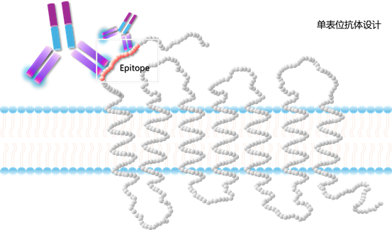 Bioss 小课堂 | “单表位多抗”:多肽免疫导向的单表位多抗技术优势