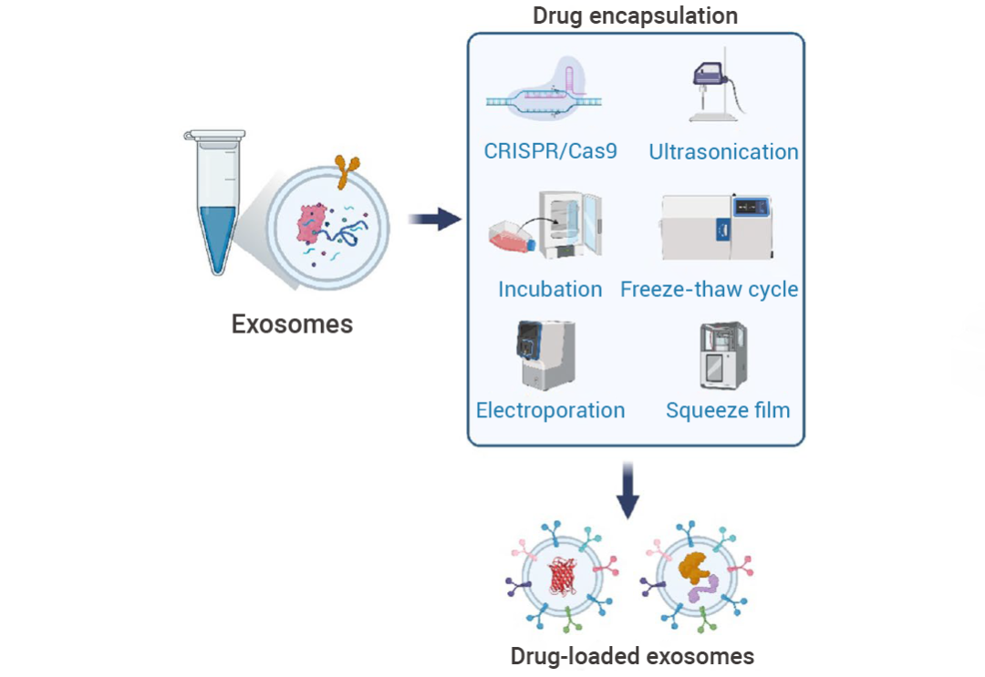 科研助攻 | 工程化外泌体: 一种新兴的治疗性药物递送平台