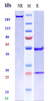 Anti-human Fibronectin (Radret