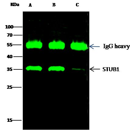 STUB1 Antibody, Rabbit MAb | STUB1 兔单抗